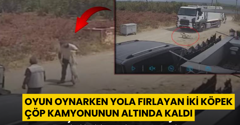 Oyun oynarken yola fırlayan iki köpek çöp kamyonunun altında kaldı