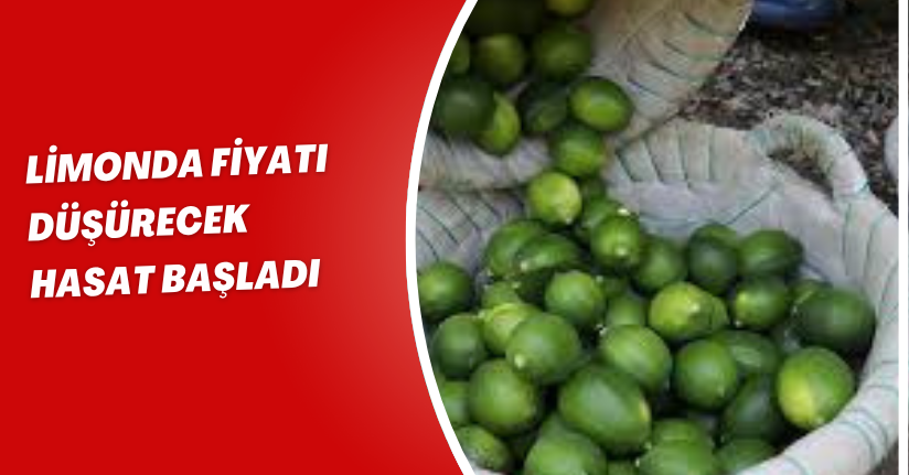 Limonda fiyatı düşürecek hasat başladı