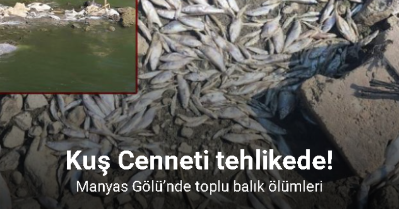 Manyas Gölü’nde toplu balık ölümleri: Kuş Cenneti tehlikede