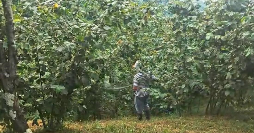 ‘Drakula’ bahçeleri kuruttu, 4 bin 100 dekar alandaki fındık ağaçları söküldü