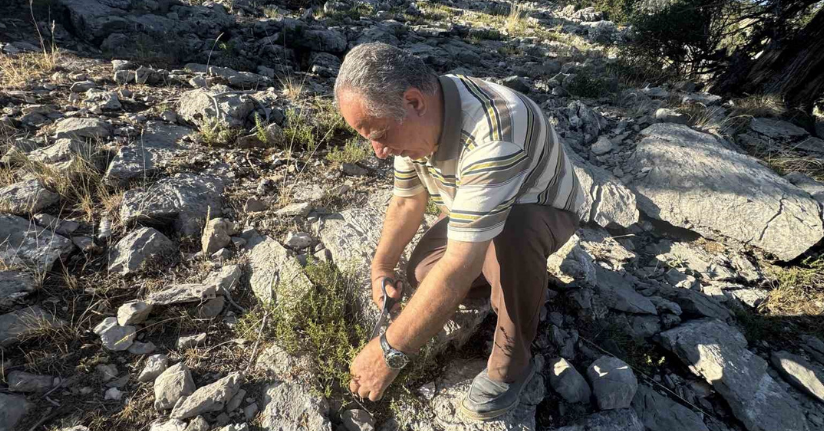 Şifalı taş kekiği için bin 800 rakımlı yaylaya çıkıyorlar