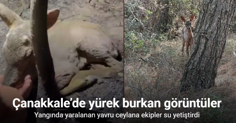 Çanakkale’de çıkan orman yangınında yaralanan yavru ceylana ekipler su yetiştirdi