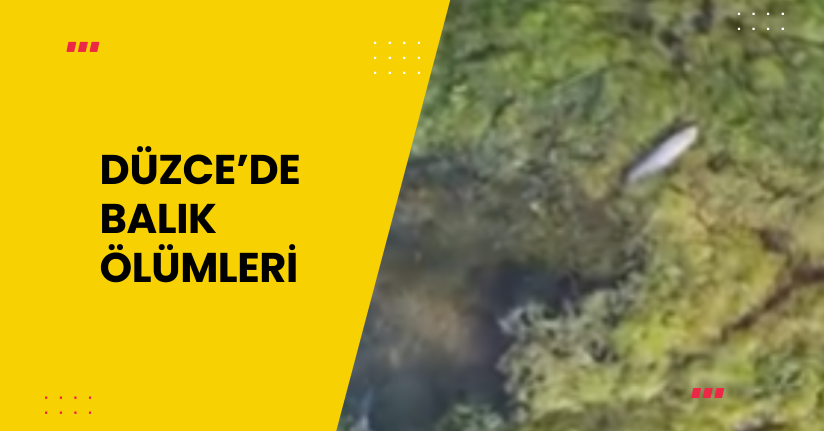 Düzce’de balık Ölümleri 