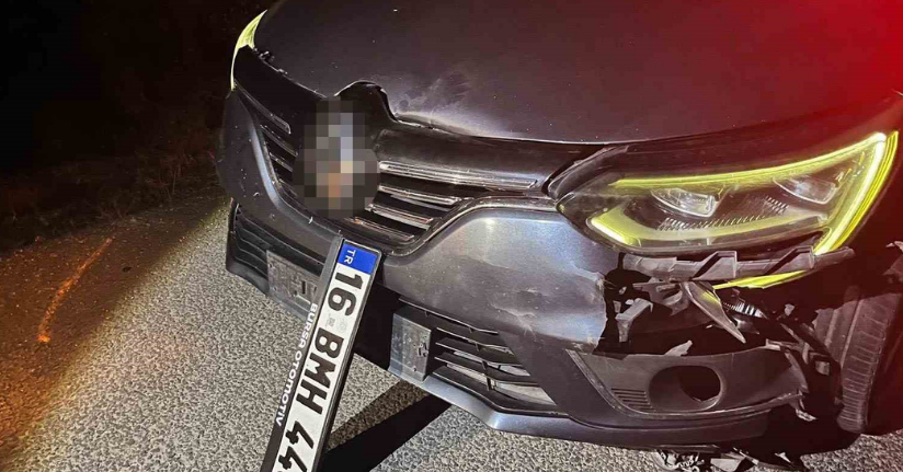 Bursa’da ayı ile çarpışan araç pert oldu, ayı telef oldu