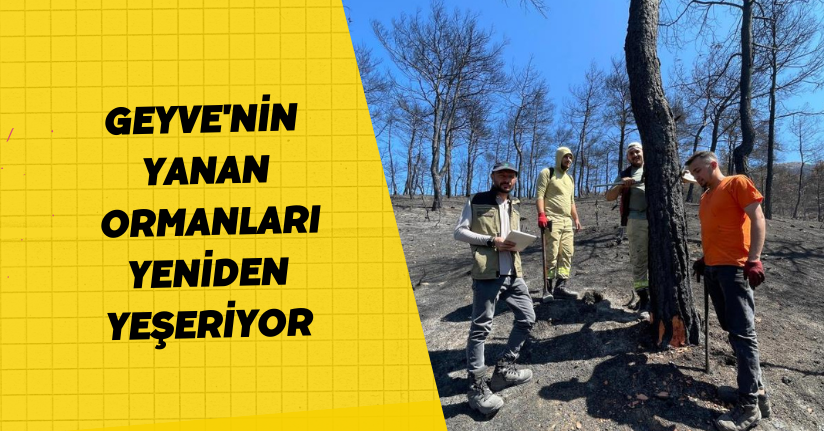 Geyve'nin yanan ormanları yeniden yeşeriyor