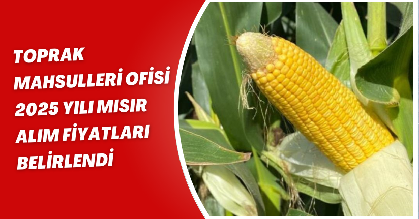 Toprak Mahsulleri Ofisi 2025 yılı mısır alım fiyatları belirlendi