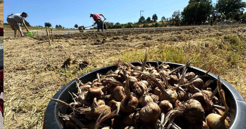 Dünyanın en pahallı baharatı Safran toprakla buluşuyor