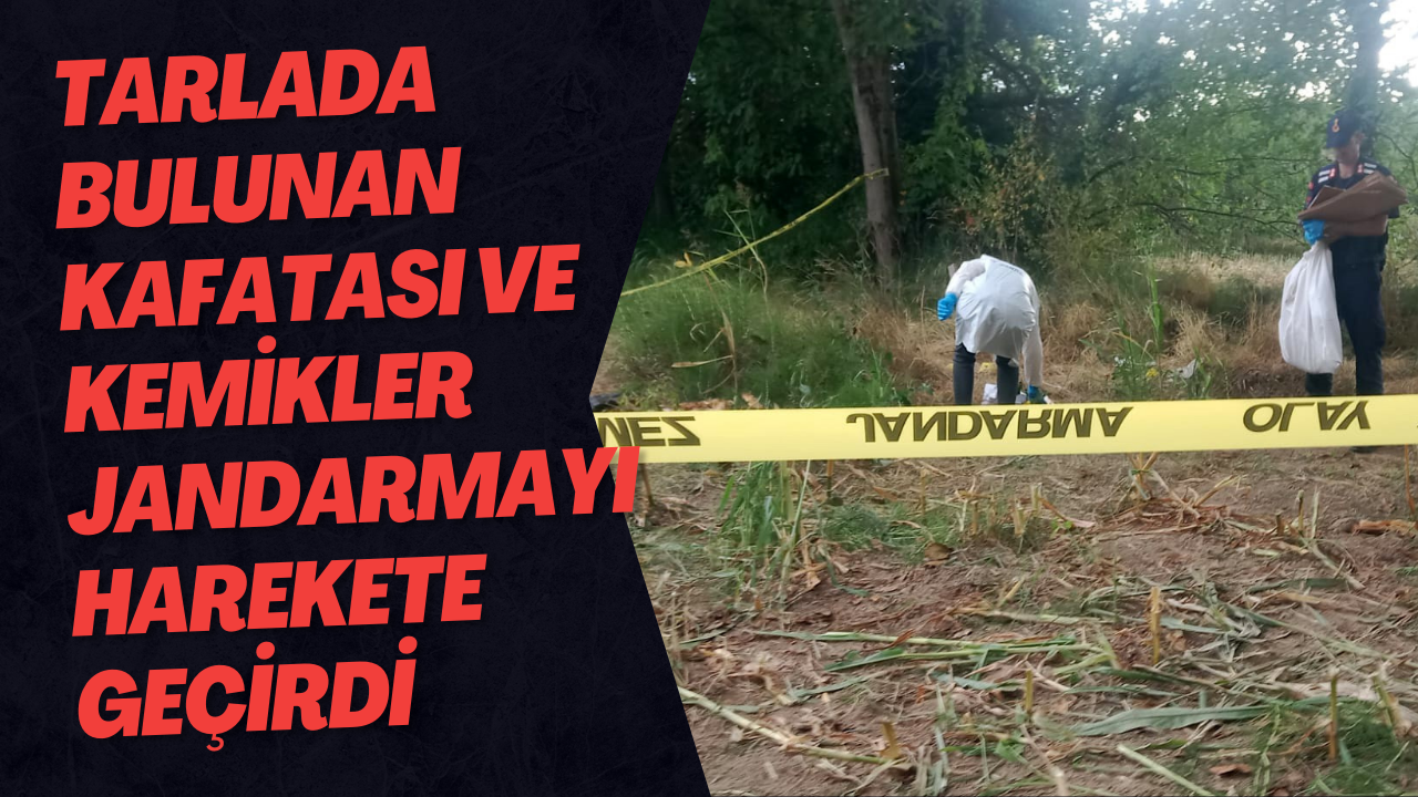 Tarlada Bulunan Kafatası Ve Kemikler Jandarmayı Harekete Geçirdi