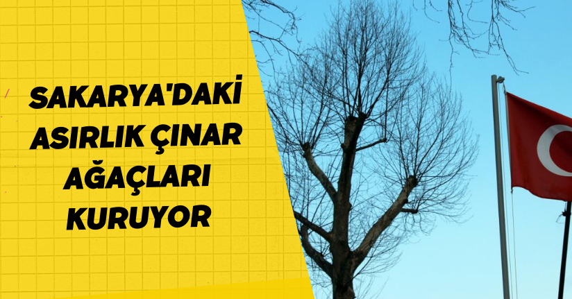 Sakarya'daki asırlık çınar ağaçları kuruyor