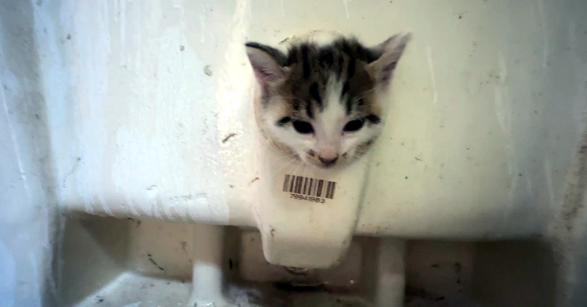 Avcılar’da başı lavabo deliğine sıkışan yavru kediyi itfaiye kurtardı