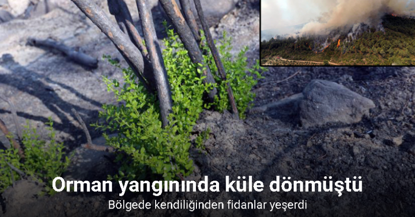 Orman yangınında küle dönen bölgede kendiliğinden fidanlar yeşerdi