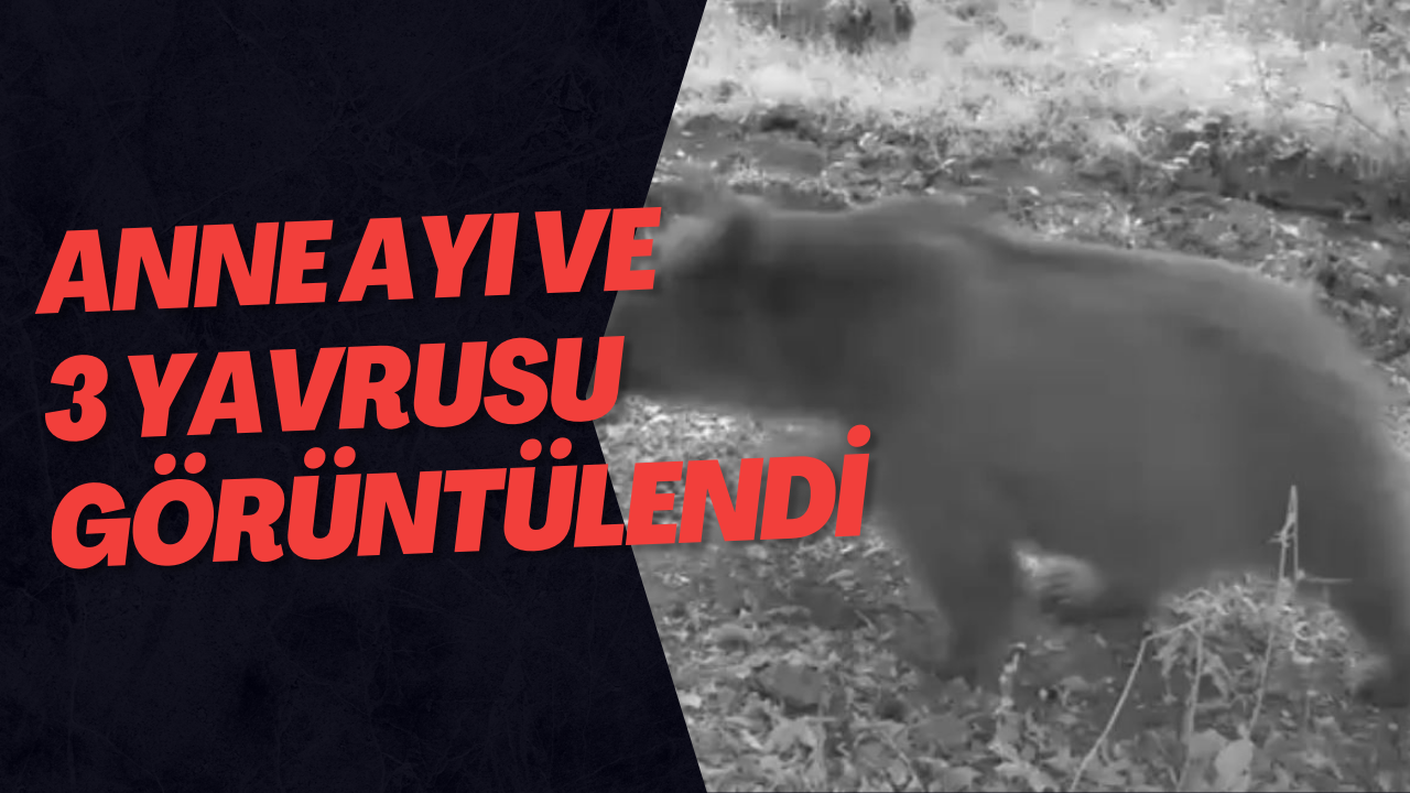 Anne Ayı Ve 3 Yavrusu Görüntülendi