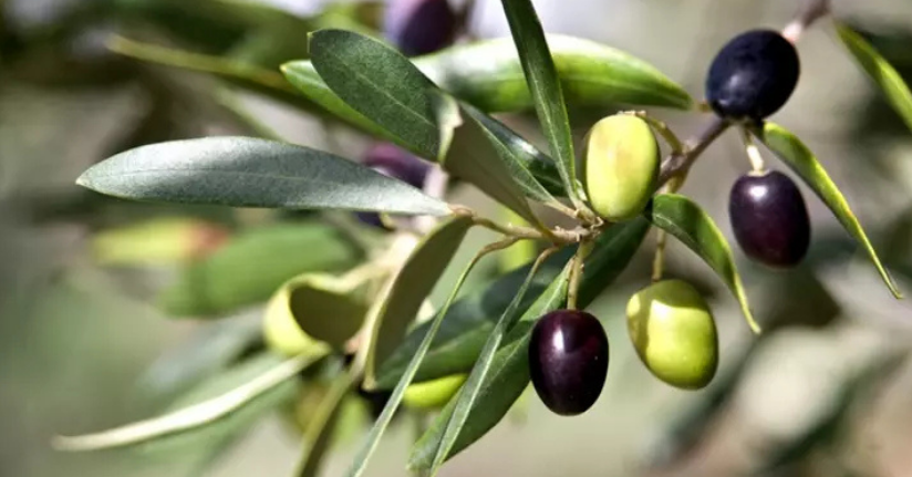 Zeytin yaprağında bulunan güçlü antioksidan ile böbrek hasarını önlemeyi hedefliyorlar
