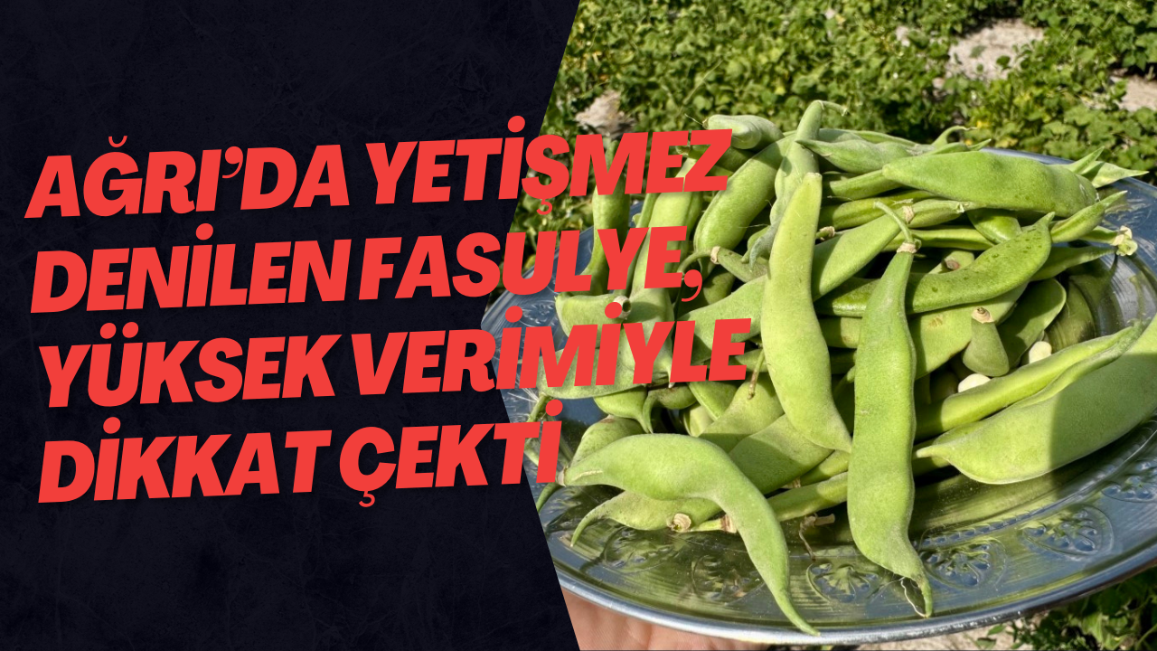 Ağrı’da yetişmez denilen fasulye, yüksek verimiyle dikkat çekti