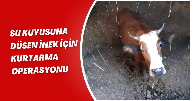 Su kuyusuna düşen inek için kurtarma operasyonu