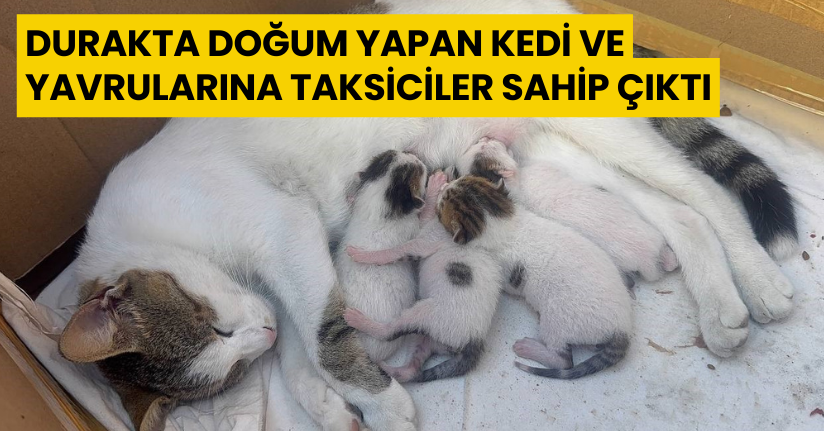 Durakta doğum yapan kedi ve yavrularına taksiciler sahip çıktı