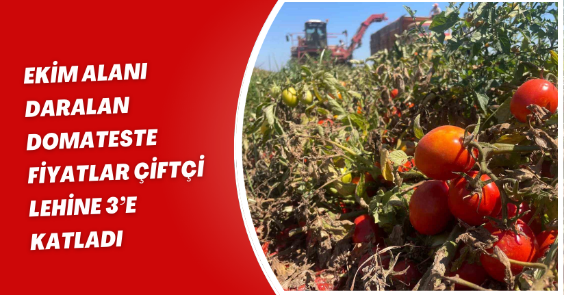 Ekim alanı daralan domateste fiyatlar çiftçi lehine 3’e katladı