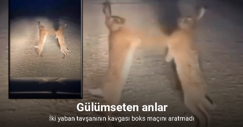 Boks maçını aratmayan anlar: Bayburt’ta iki yaban tavşanı kavga ederken görüntülendi
