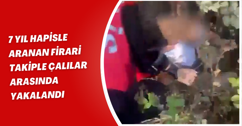 7 yıl hapisle aranan firari, takiple çalılar arasında yakalandı