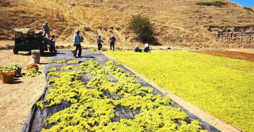 Yaş üzüme talep azalınca üretici kurutmaya yöneldi