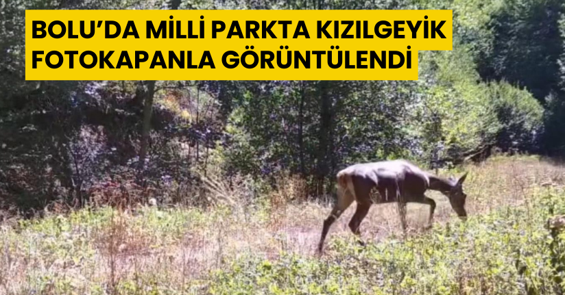 Bolu’da milli parkta kızılgeyik fotokapanla görüntülendi