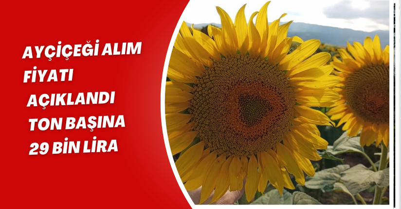Ayçiçeği alım fiyatı açıklandı: Ton başına 29 bin lira