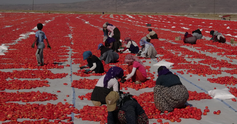 Erciyes'in eteklerinde kurutulan domatesler 9 ülkeye ihraç ediliyor