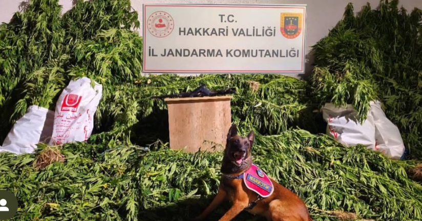 Yüksekova’da 630 kök kenevir ve 61 kilo esrar ele geçirildi