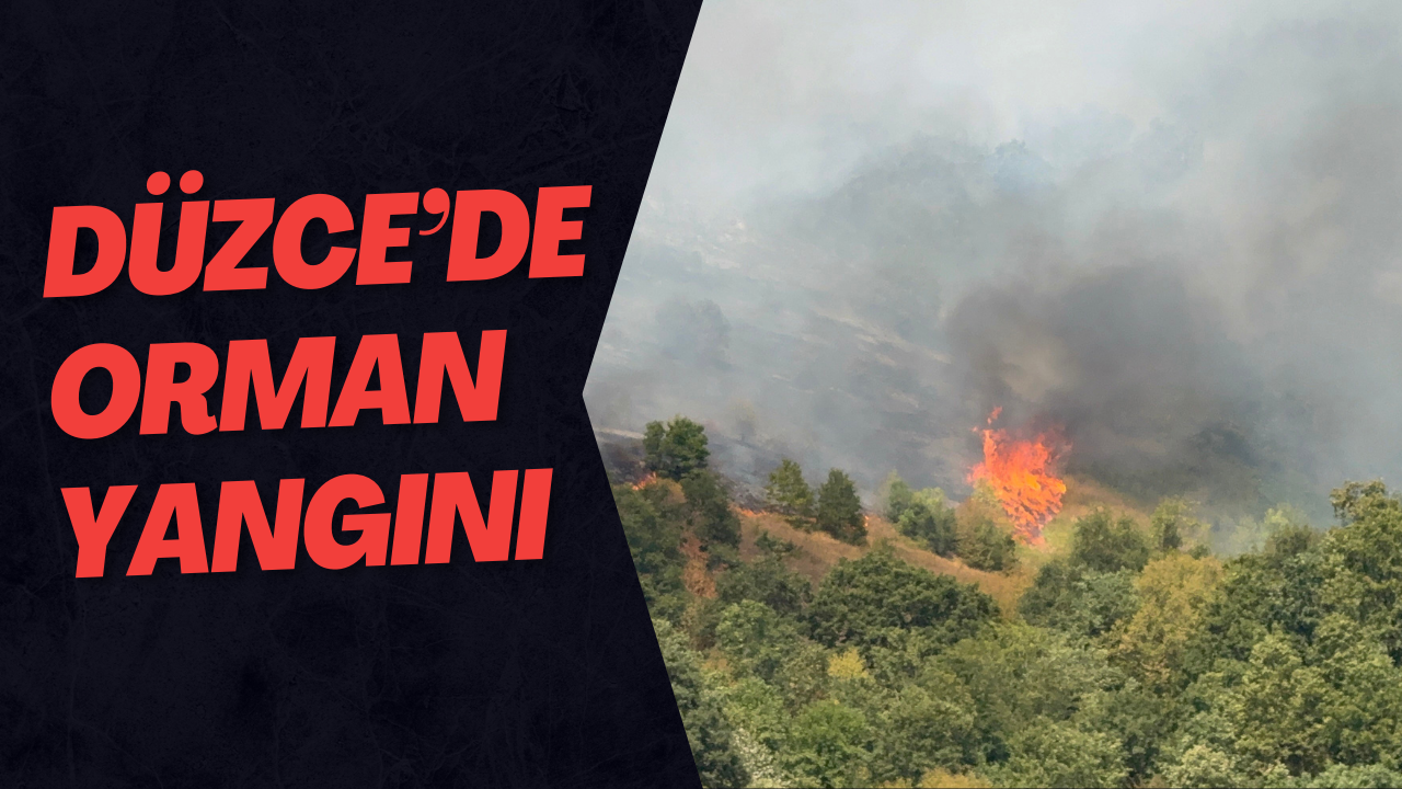 Düzce’de Orman Yangını