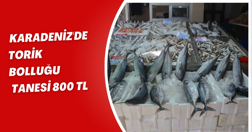 Karadeniz'de torik bolluğu: Tanesi 800 TL