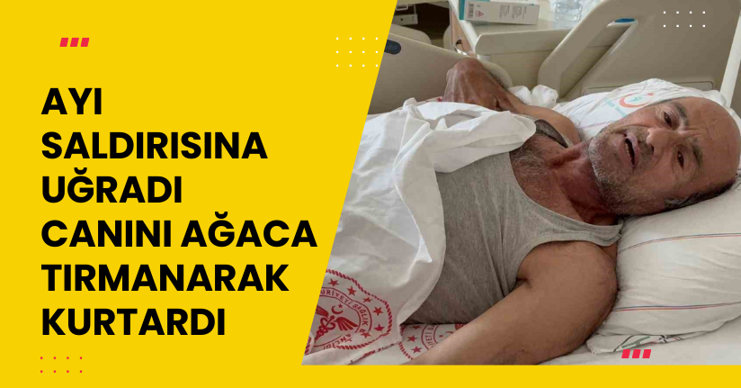 Ayı saldırısına uğradı: Canını ağaca tırmanarak kurtardı