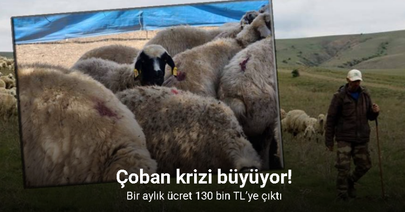 Çoban krizi büyüyor: Bir aylık ücret 130 bin TL’ye çıktı