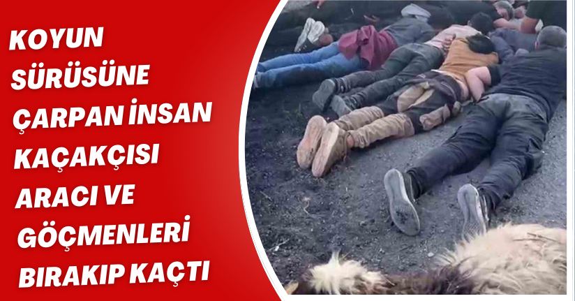 Koyun sürüsüne çarpan insan kaçakçısı, aracı ve göçmenleri bırakıp kaçtı