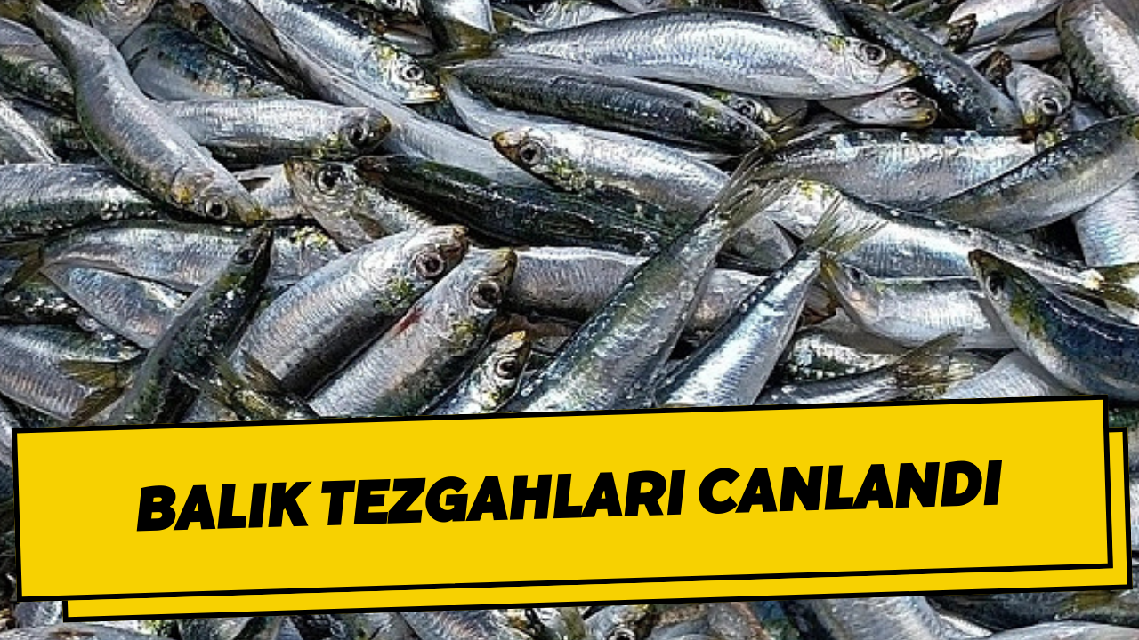 Balık Tezgahları Canlandı