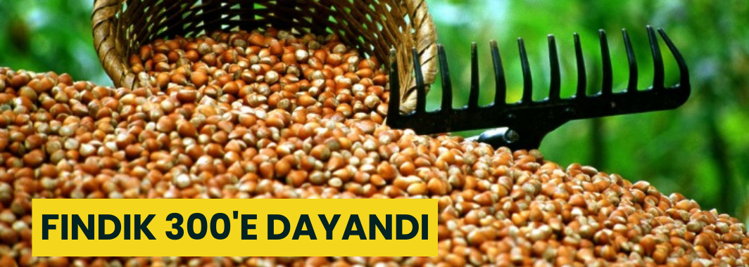 Fındık 300'e Dayandı