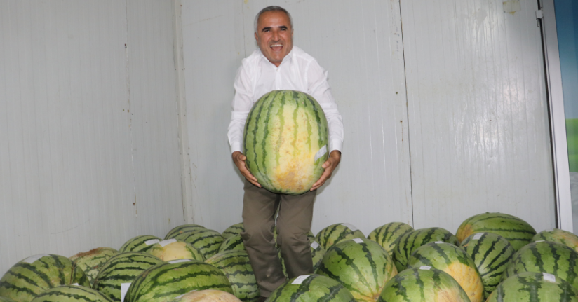 Diyarbakır’da 76 dev karpuz, yarışma öncesi soğuk hava deposunda korunuyor