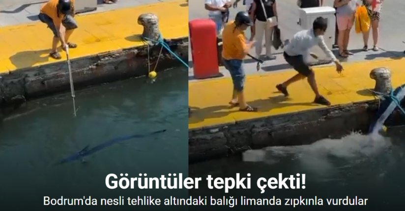 Nesli tehlike altındaki balığı limanda zıpkınla vurdular