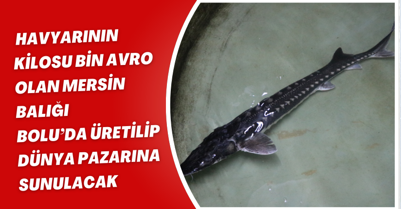 Havyarının kilosu bin avro olan mersin balığı, Bolu’da üretilip dünya pazarına sunulacak