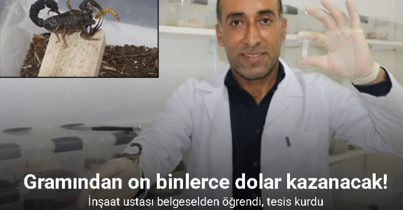 İnşaatçılıktan akrep zehri üretimine geçti, gramından on binlerce dolar kazanacak