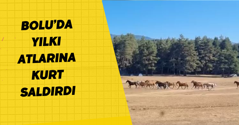 Bolu’da yılkı atlarına kurt saldırdı