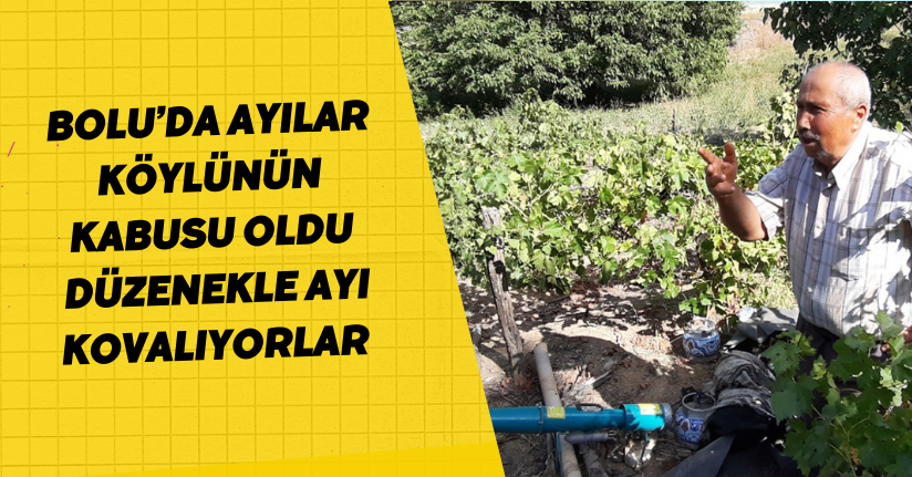 Bolu’da ayılar köylünün kabusu oldu: Düzenekle ayı kovalıyorlar