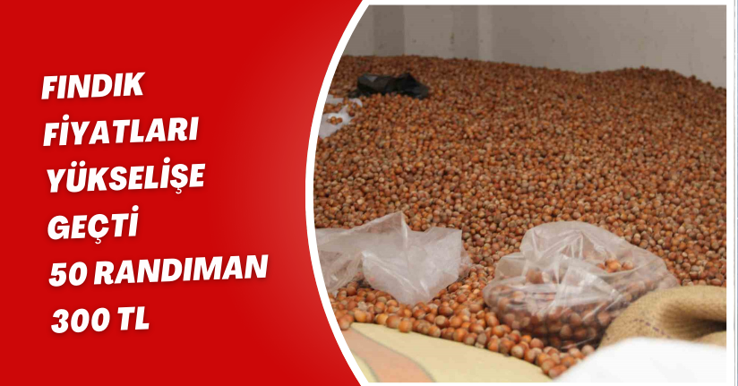 Fındık fiyatları yükselişe geçti: 50 randıman 300 TL