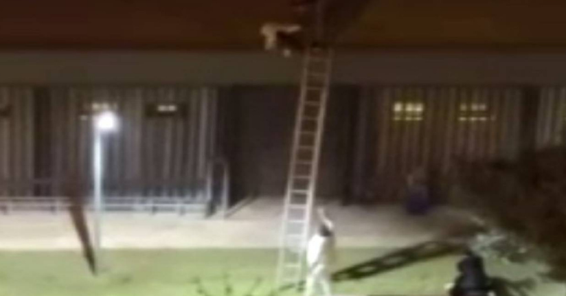 Özel güvenlik şiddetine başsavcılıktan soruşturma