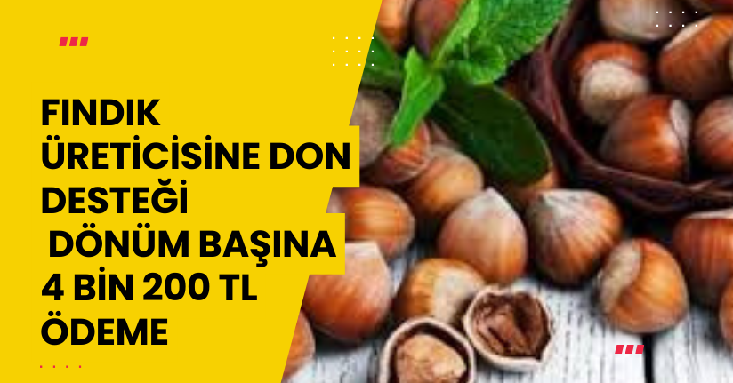 Fındık Üreticisine Don Desteği: Dönüm Başına 4 Bin 200 TL Ödeme