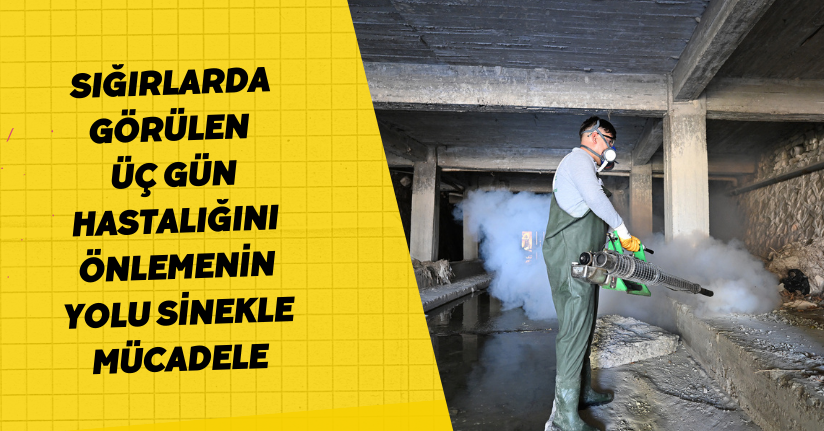 Sığırlarda görülen üç gün hastalığını önlemenin yolu, sinekle mücadele
