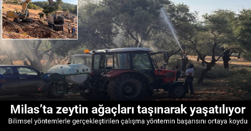 Milas’ta zeytin ağaçları taşınarak yaşatılıyor