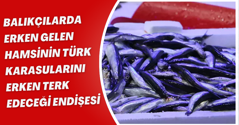 Balıkçılarda erken gelen hamsinin Türk karasularını erken terk edeceği endişesi