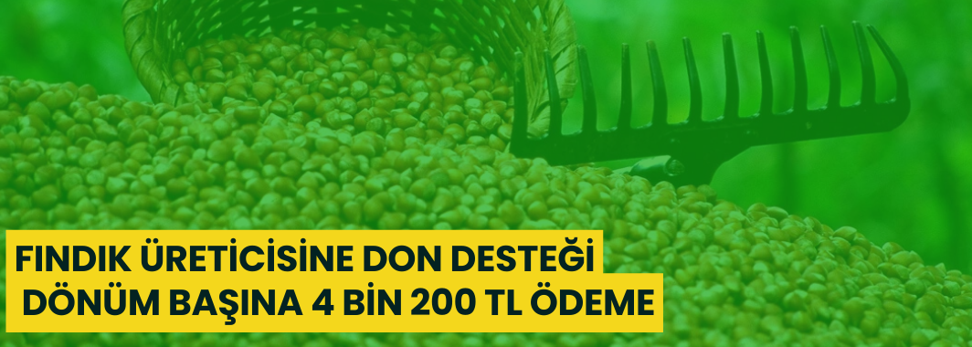 Fındık Üreticisine Don Desteği: Dönüm Başına 4 Bin 200 TL Ödeme