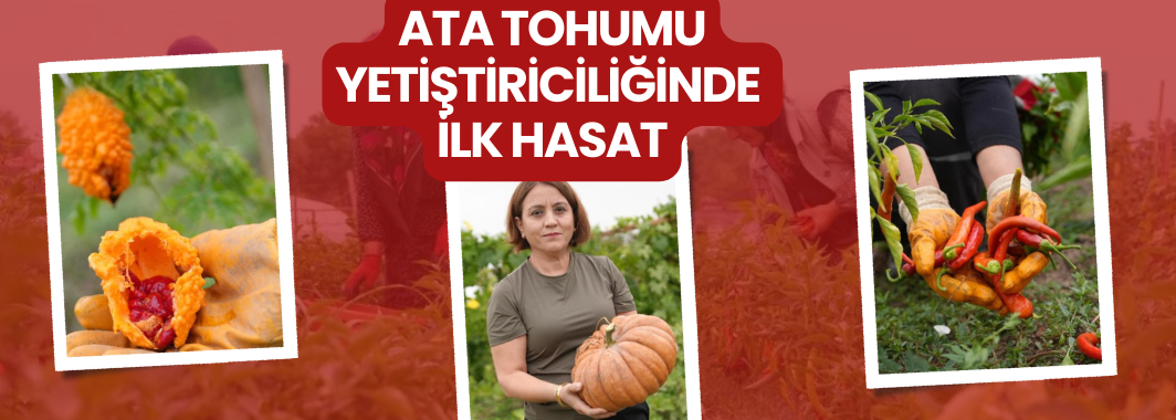 Ata tohumu yetiştiriciliğinde ilk hasat