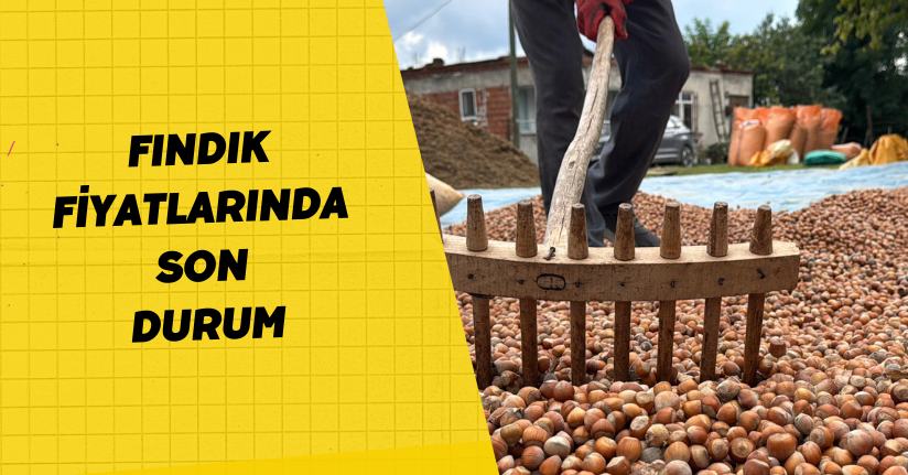 Fındık fiyatlarında son durum